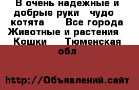 В очень надежные и добрые руки - чудо - котята!!! - Все города Животные и растения » Кошки   . Тюменская обл.